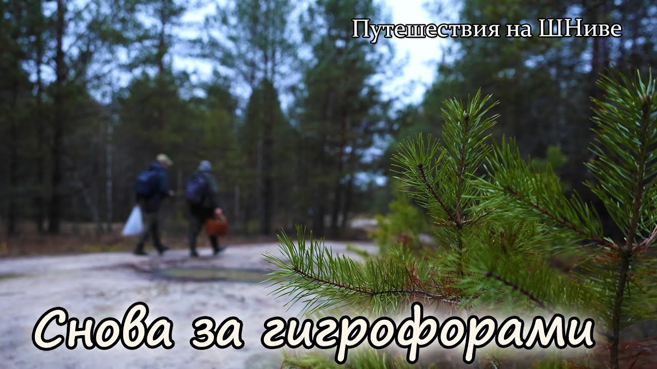 Воскресенский район, 11 ноября. Совместный выезд за грибами. Гигрофор поздний.