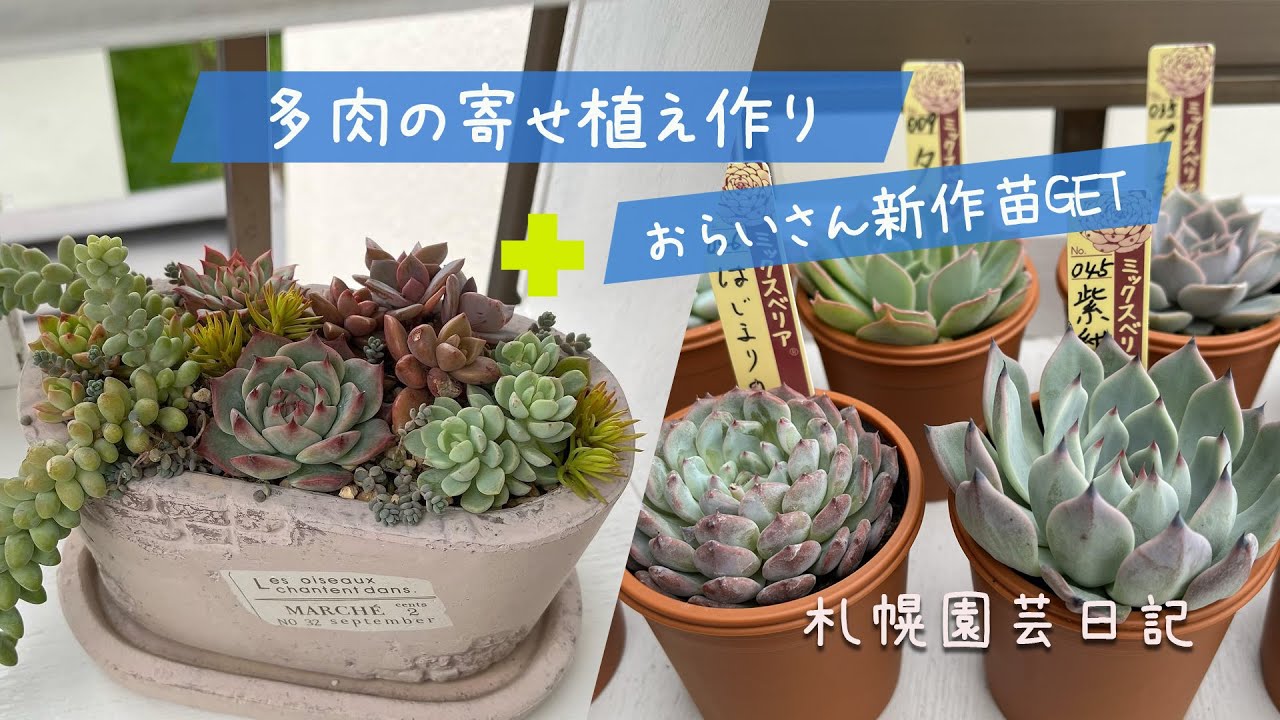 おらいさん新作苗GET&多肉の寄せ植え／札幌園芸日記 - YouTube