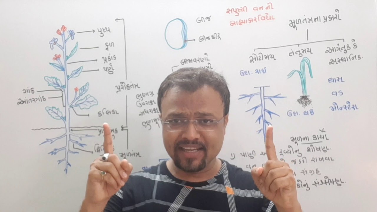 MORPHOLOGY OF FLOWERING PLANTS(L1)BIOLOGY IN GUJARATICLASS 11NEET LEVEL DETAIL STUDY YouTube