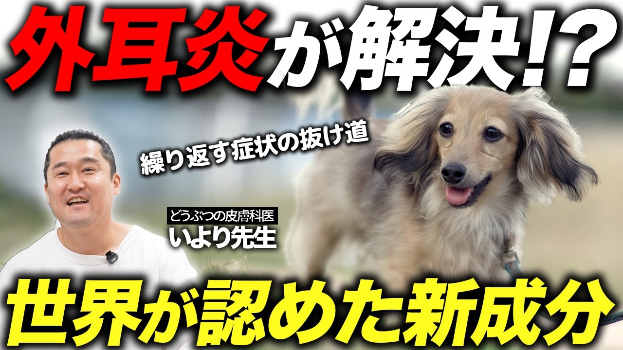 【世界初】外耳炎ケアの救世主！専門医がエリスリトールの驚くべき効果を解説