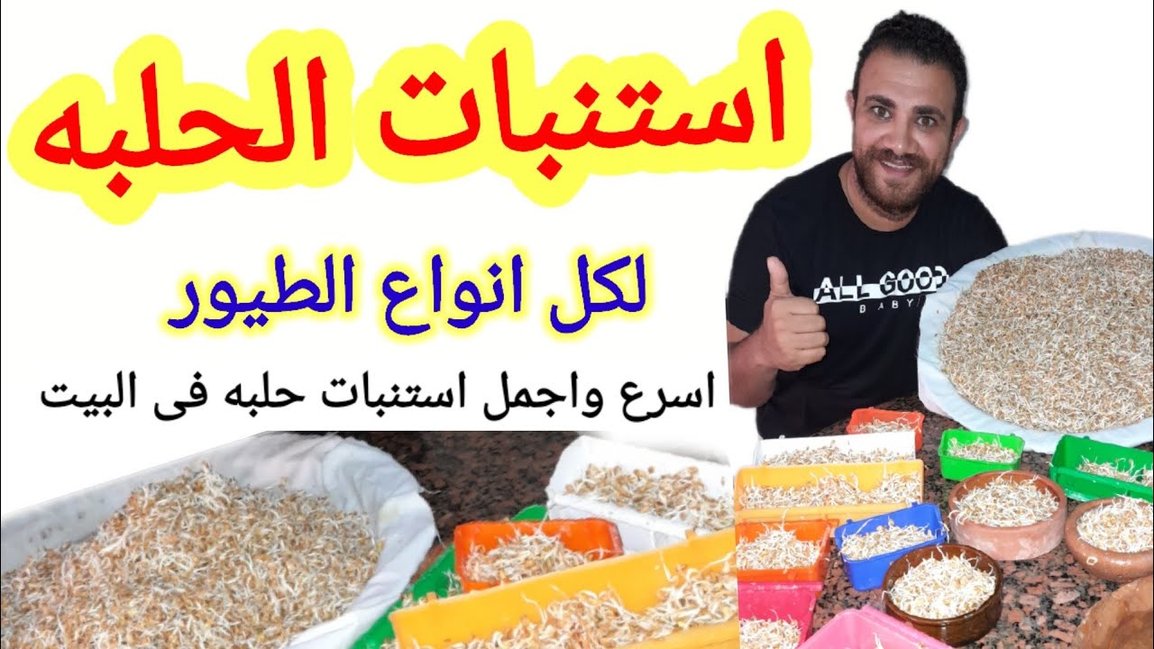 تحضير حلبه مستنبته للطيور فى البيت