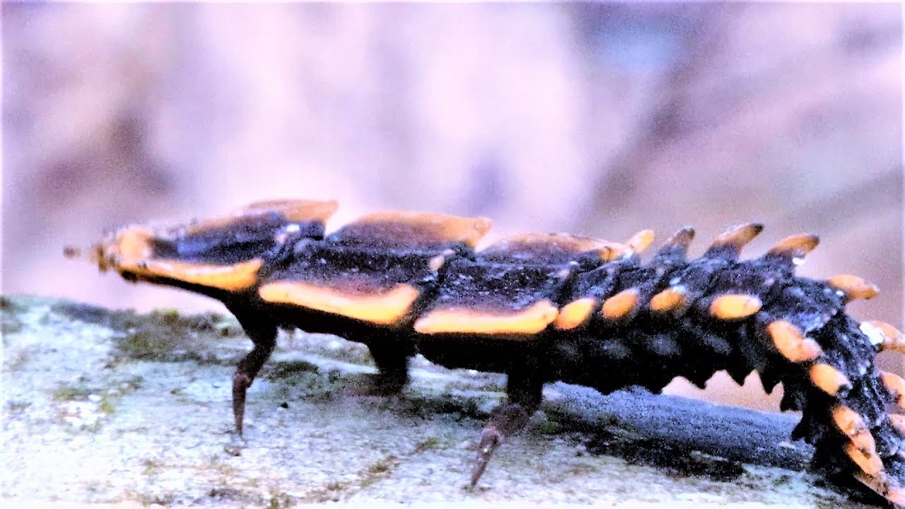 camera iphone 8 plus apk Indian Glow-worm - Lamprophorus Tenebrosus (Walker)