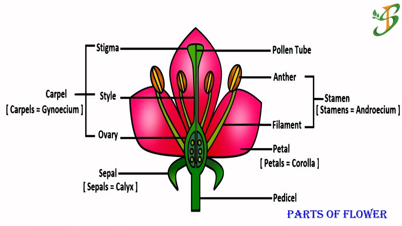 BASICS OF PALYNOLOGY