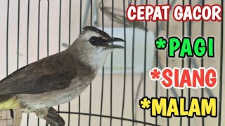 Download Lagu PERANGSANG BUNYI BURUNG TRUCUK TRUCUKAN BIAR CEPAT BUNYI GACOR SIANG DAN MALAM HARI MP3