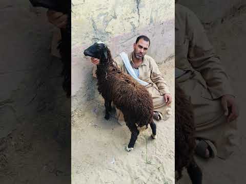 النتايه ام قرن تااابع01552482982  0128233716701116932249