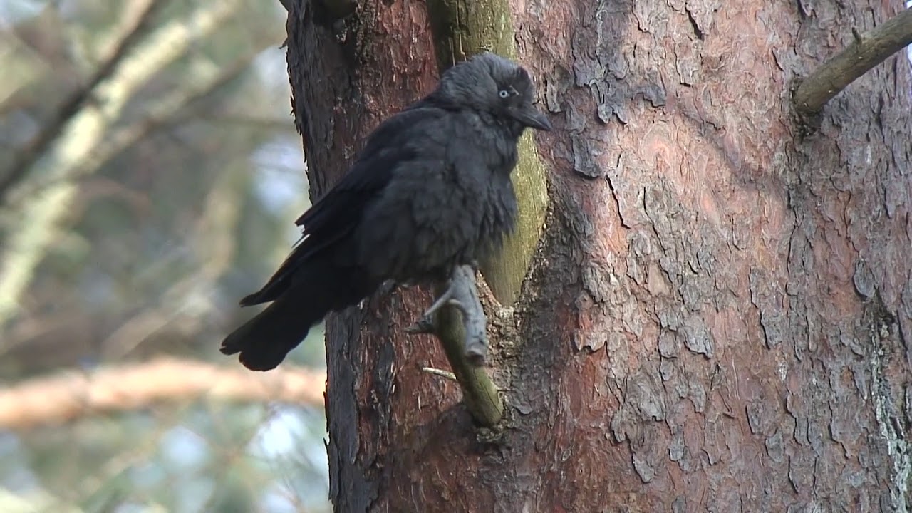 ニシコクマルガラス（1）稀な迷鳥（熊本市・沖新町ほか） - Western