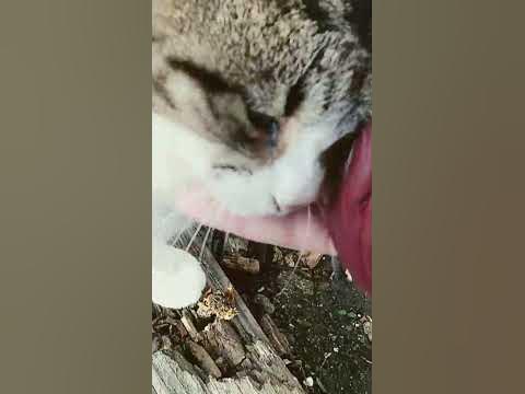 муська - YouTube