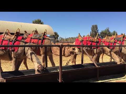 Uluru Camel Tours