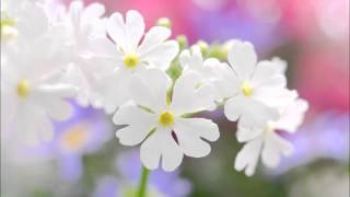 【クラシック】ワルツの名曲。おすすめの人気曲