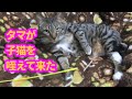 ♯98【猫のほのぼのする話】タマが子猫を咥えて来た