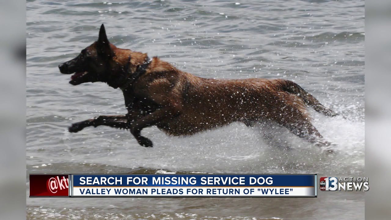 Valley woman pleads for safe return of missing service dog - YouTube