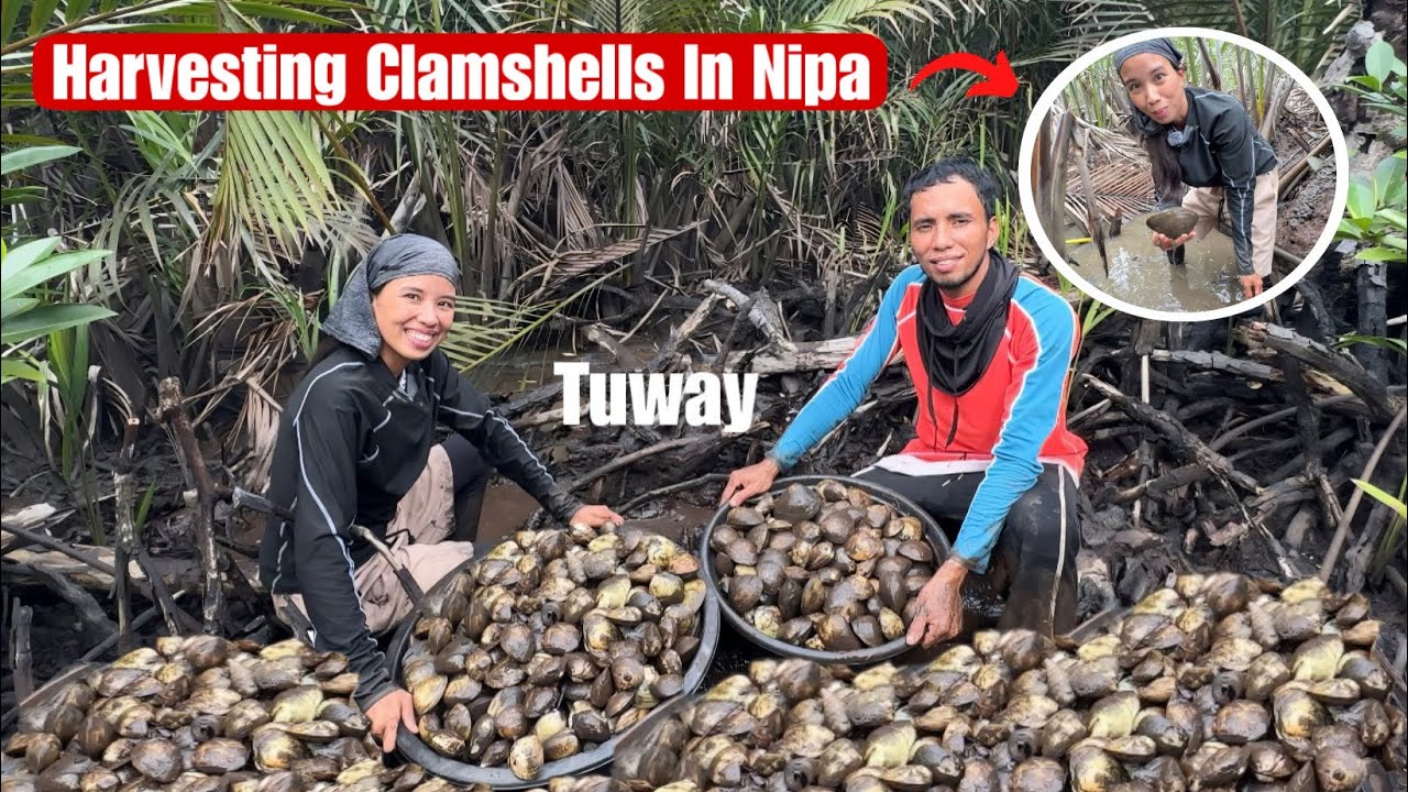 Harvesting Clams Sa Nipa|Halos Pinulot Lang Mabubuhay Ka Talaga Dito