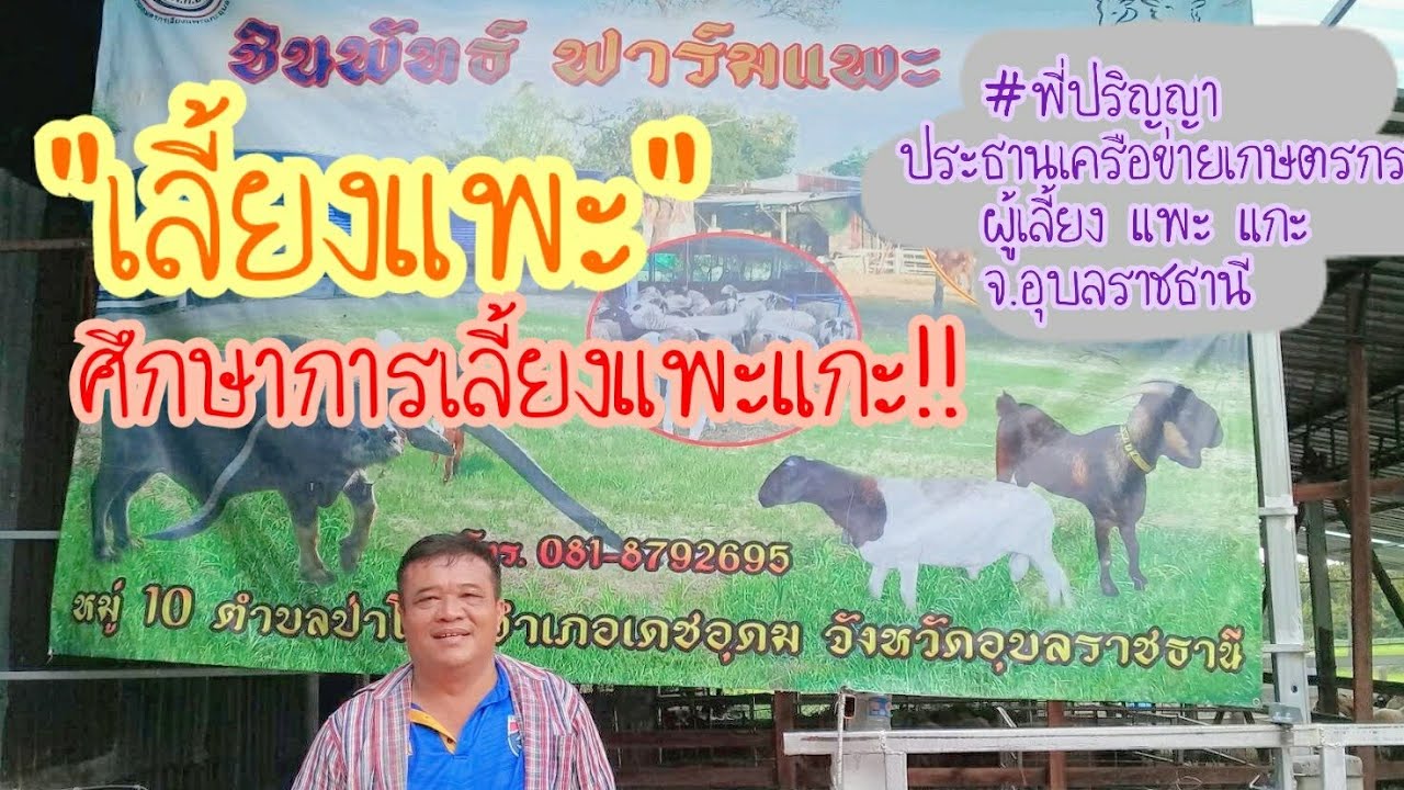 ''เลี้ยงแพะ