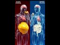 Burger vs Ginger – What Happens Inside Your Body?🍔🫚#shorts#health#humanbody#educationalvideo#science