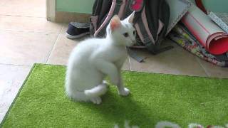 cat.avi