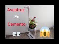 como hacer maceta de cemento #avestruz paso a paso 👀👁️