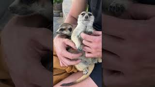 Meerkat Mage Parlour