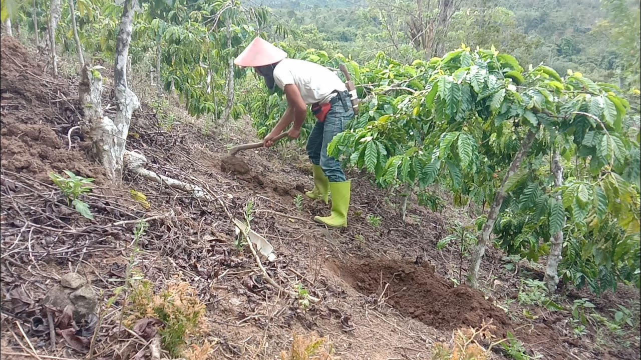 KERJA,MEMBUAT LUBANG ANGIN!!  DI SETIAP POHON KOPI