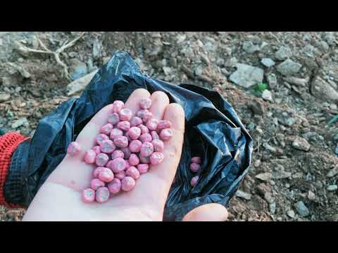Video: Tatlı Bezelye Tohumlarından Tasarruf Etme - Dikim İçin Tatlı Bezelye Tohumlarını Nasıl Toplarım