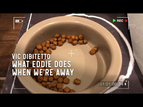 What Eddie does when we're away | VicDiBitetto.net