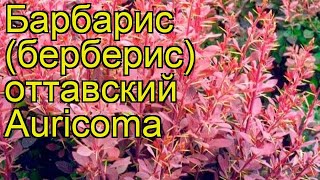 Барбарис оттавский Аурикома. Краткий обзор, описание характеристик berberis ottawensis Auricoma