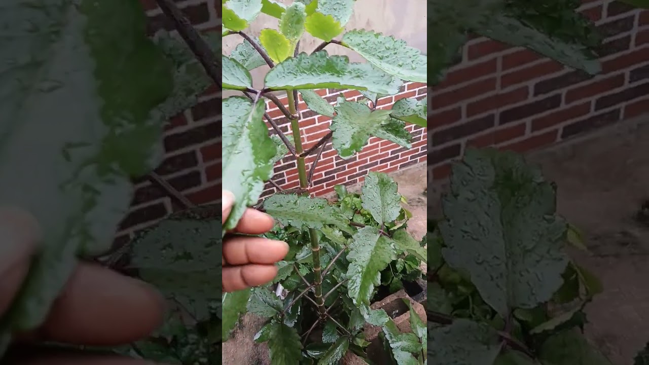 CONFIRMED DO AS YOU PROMISED with a MIRACLE LEAF