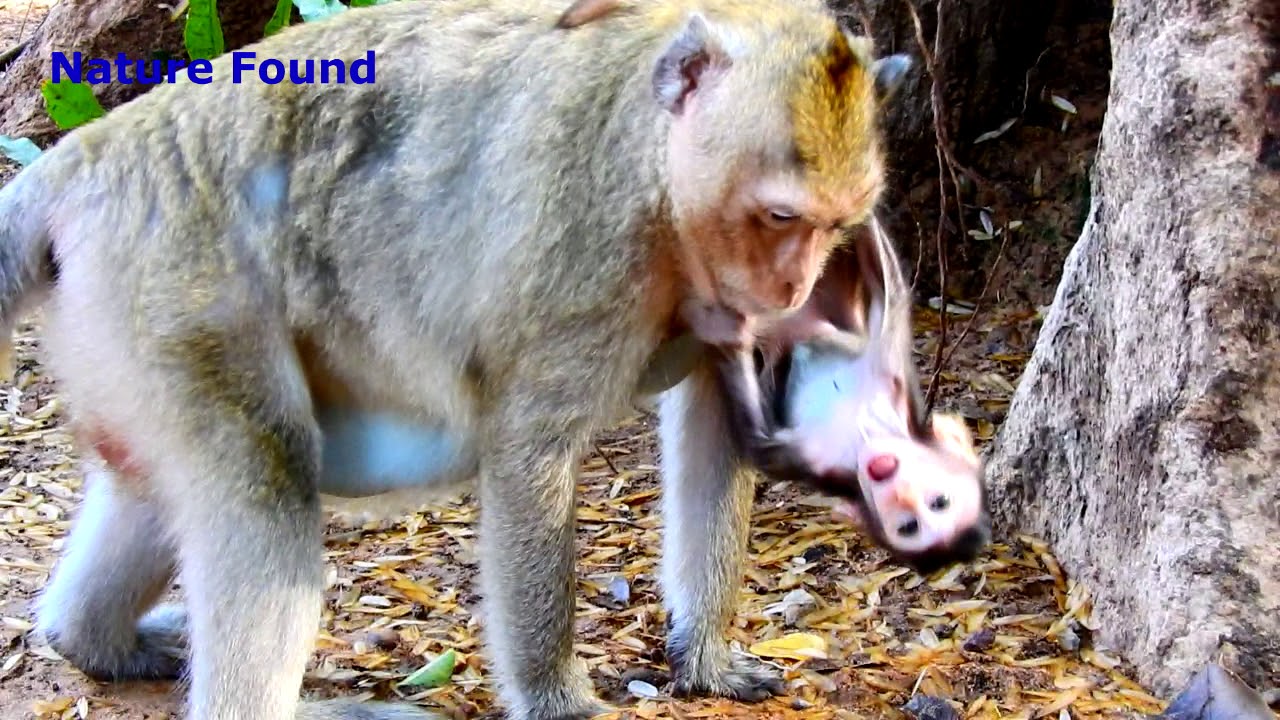 foundation medicine Sweet Baby Doing Very Great Job Learns Walking Leads Mummy Very fast