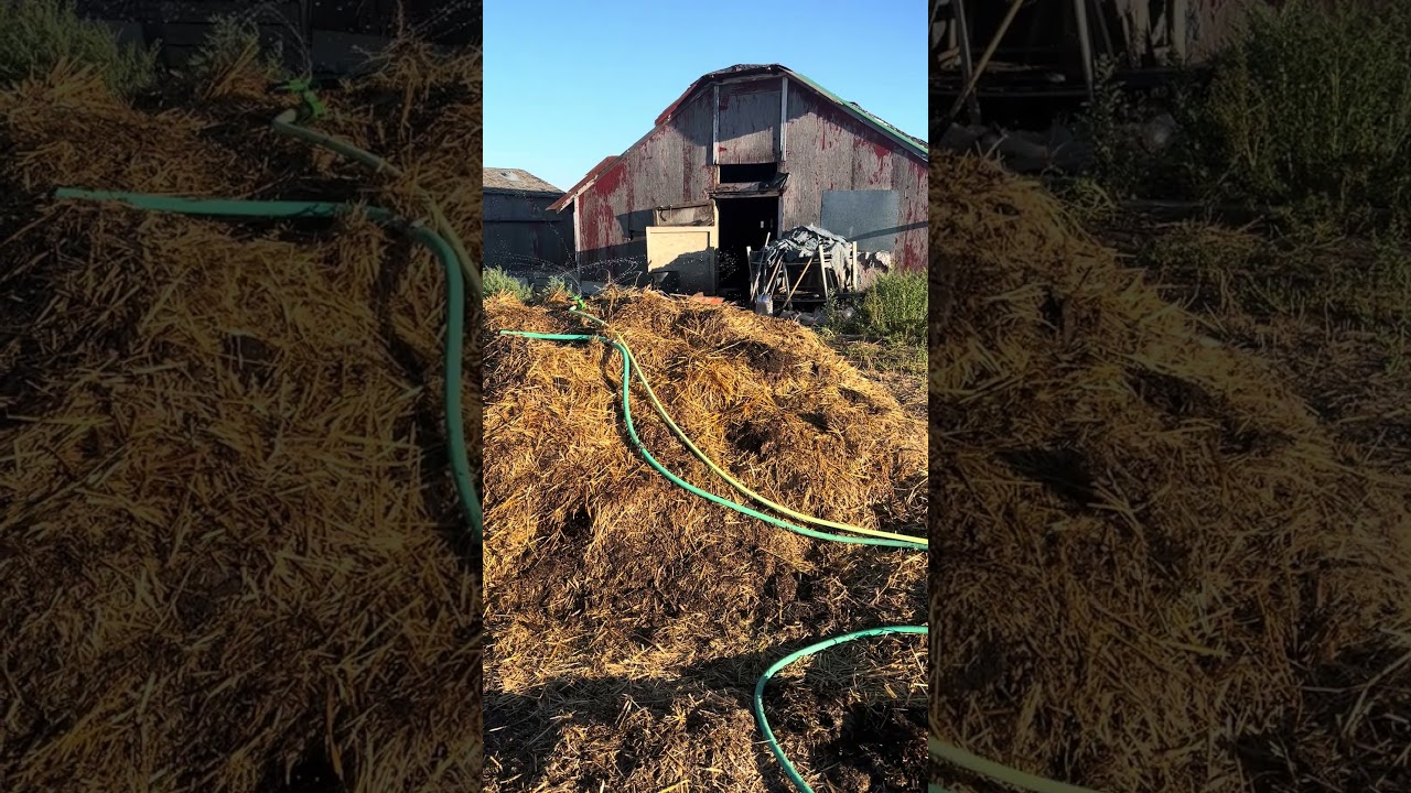 Chicken and Duck Manure 