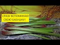 Варенье из ревеня - вкус детства! Разные варианты. Ольга Чернова.