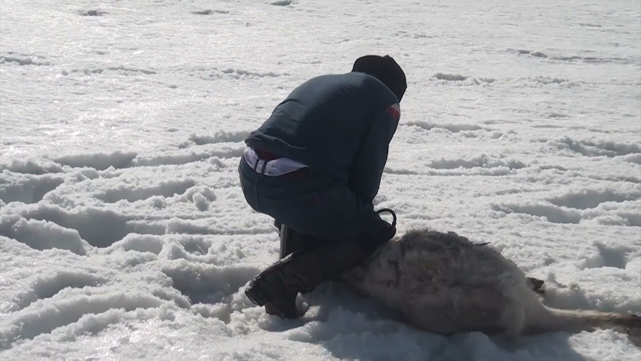 22 02 2025 НҰРСҰЛТАН МЫРЗА КОКПАР