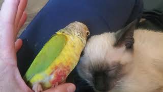 conure and kitten want a tickle by Red Richardson 13 views 3 years ago 38 seconds