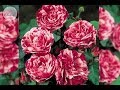 Hoa hồng ngoại Julio Iglesias rose|TOP hoa hồng song hỷ chơi tết 2019 đẹp nhất