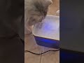 Nibbles exploring her new water fountain