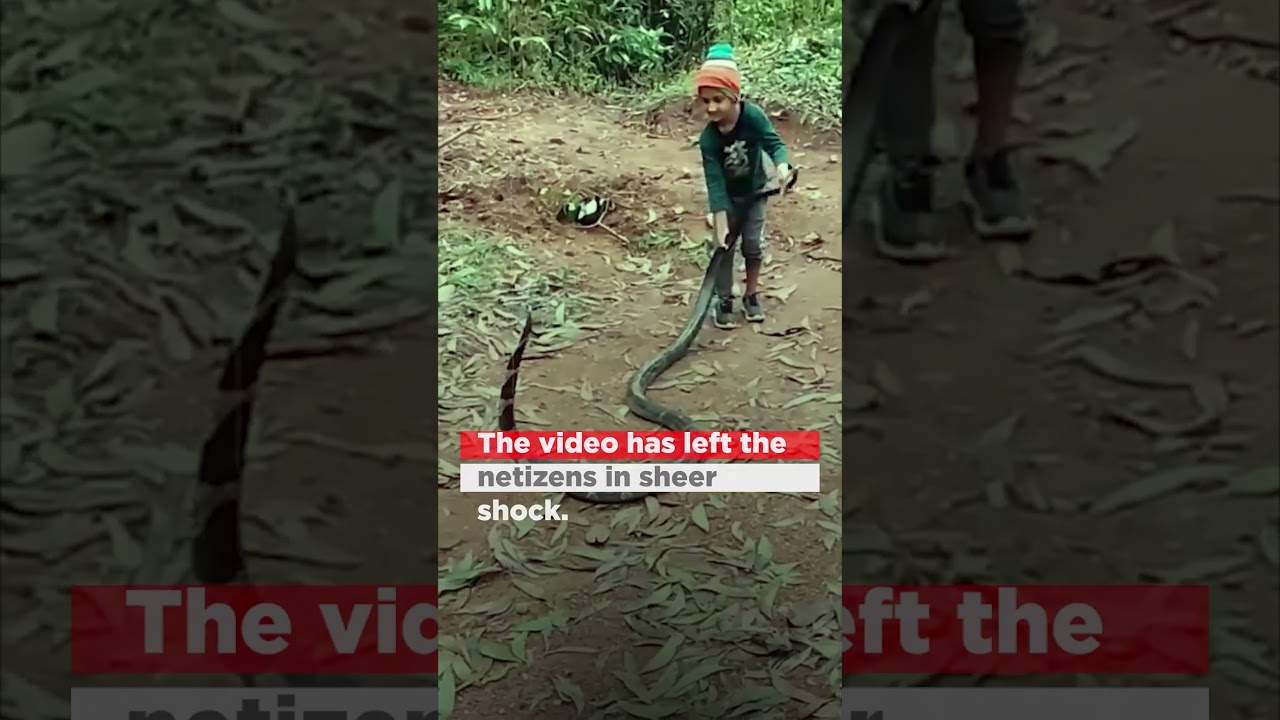 Video of girl fearlessly playing with giant snake shocks netizens