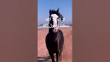 نغمات عثمانية مع صوت الخيل رمز الخير بصوت البطل Gosdo Foryou 