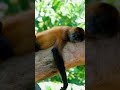 Spider Monkeys societies
