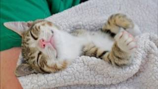 Почему мурлыкают кошки? Почему мурлыкают кошки?
