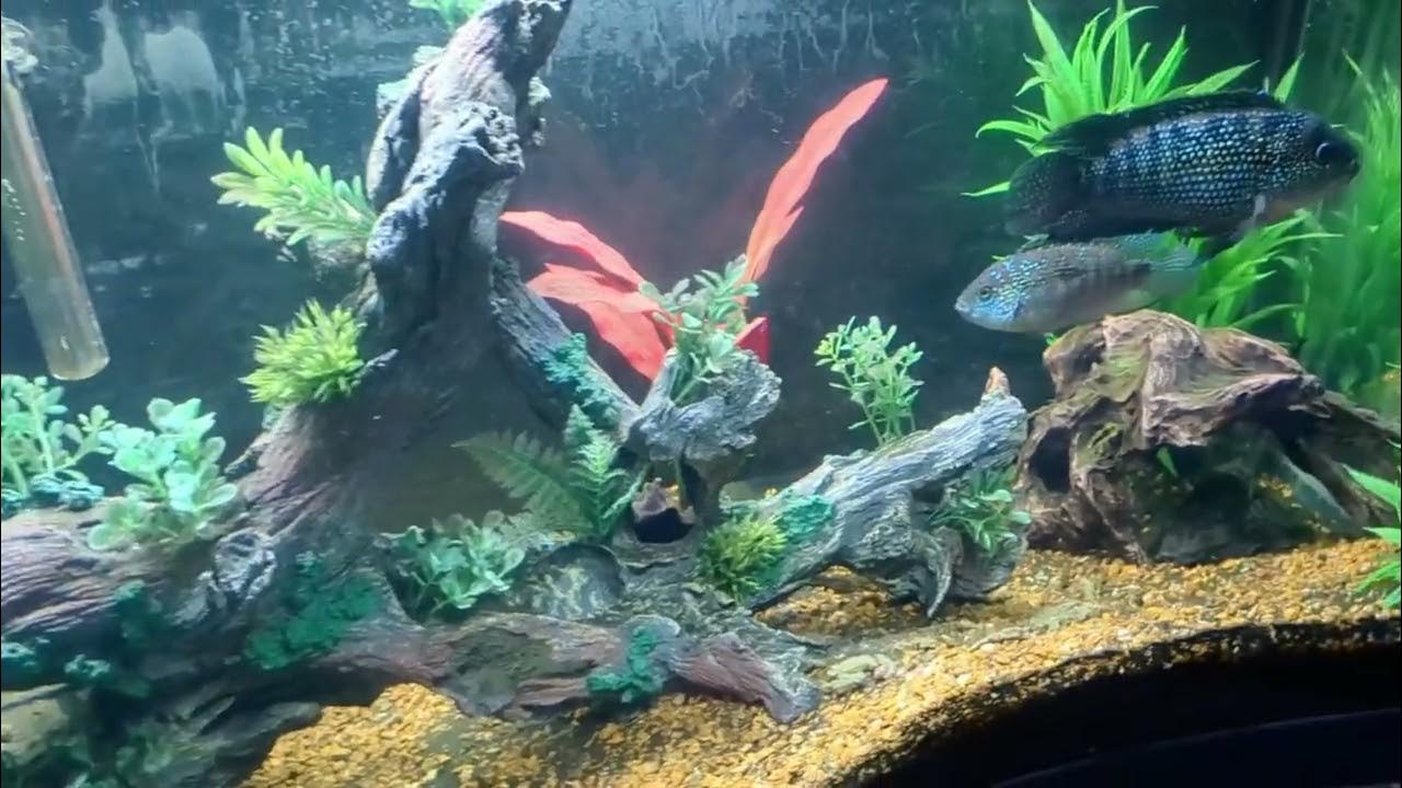 tanks at july 4th photos