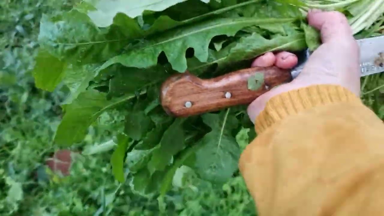 YAĞMUR ÇAMUR DEMEDEN YEMEK İÇİN OT TOPLAMAYA ÇIKTIK🌱AĞAÇTAN KALAN NARLARI TOPLADIM