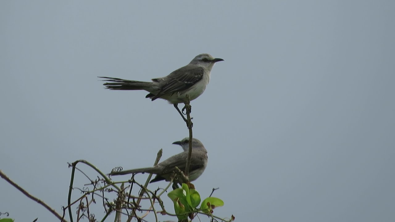 Tropical Mockingbird vocalizations (Mimus gilvus)
