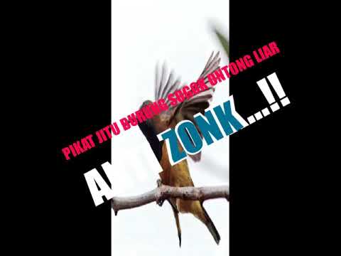 MP3 SUARA PIKAT LIAR KHUSUS BURUNG SOGON/MADU SRIGANTI (Boleh diuji coba👍)