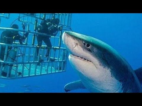 Видео: Ocean Ramsey и One Ocean Diving Team плавают с самой большой когда-либо зарегистрированной большой белой акулой