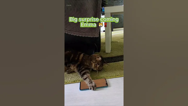 Video 10778071: funnycats pets catlover cats, pets catlover funnycats animal, cats pets catlover funny, funnycats animals big cat