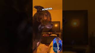 Dogs Face Timing After One Of Them Had To Move Out