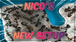 CAMPONOTUS NICOBARENSIS - NEW ANTS CANADA OUTWORLD + ANTBOYUK NEST #CAMPONOTUS #ANTSCANADA #ANTBOYUK