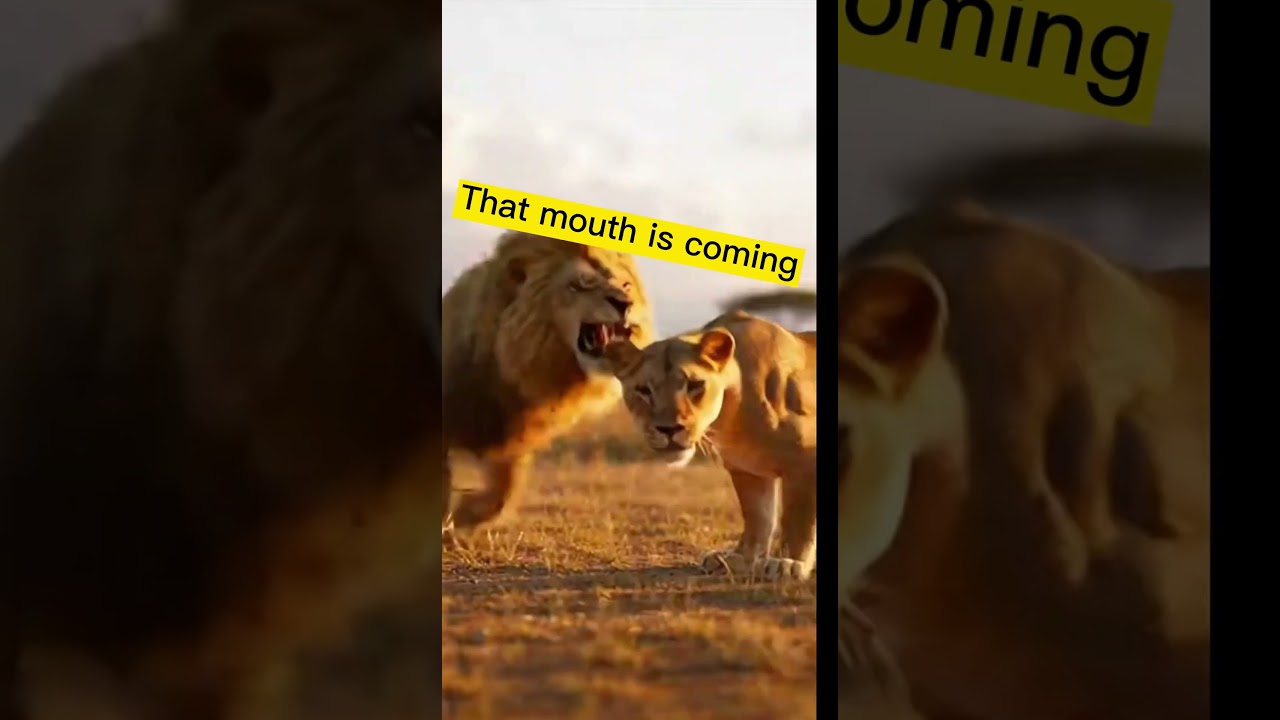 When a Hippo Mom Goes Full Jaws Mode, Even Lions Hit Reverse! 