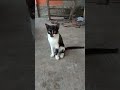 Kucing mencari maminya #loli #kiwi #funny #cat