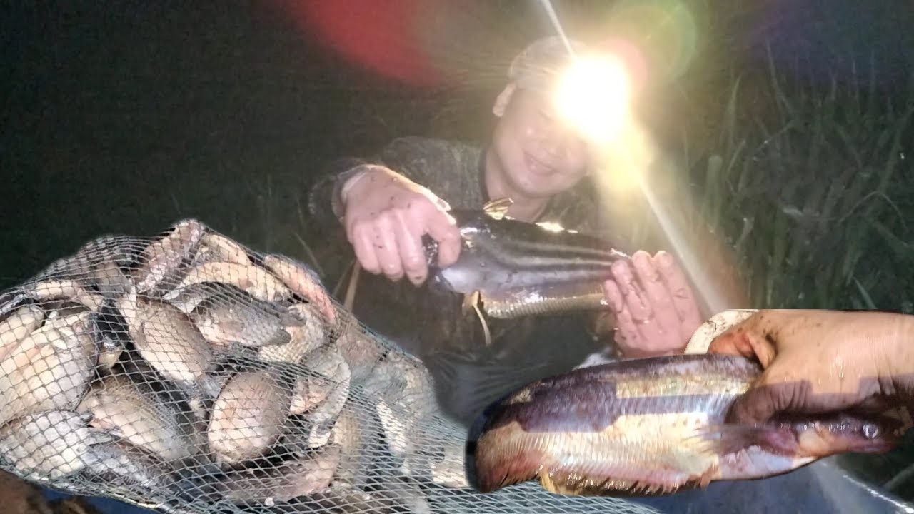 Rezeki Menjala Malam hari,Tilapia penuh 1 tong,Bonus Tapah dan Lajong
