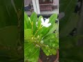 terrace #flowergarden #3