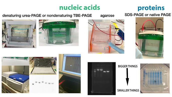 Gel Electropsis You